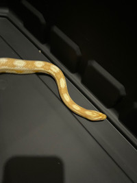 Female butter corn snake adult rtb 