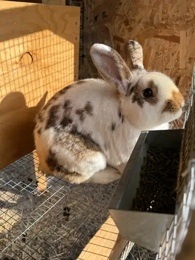 I have to sell my meat rabbit setup. I have 4 bucks and 4 does. They come with all hutches, j-feeder...