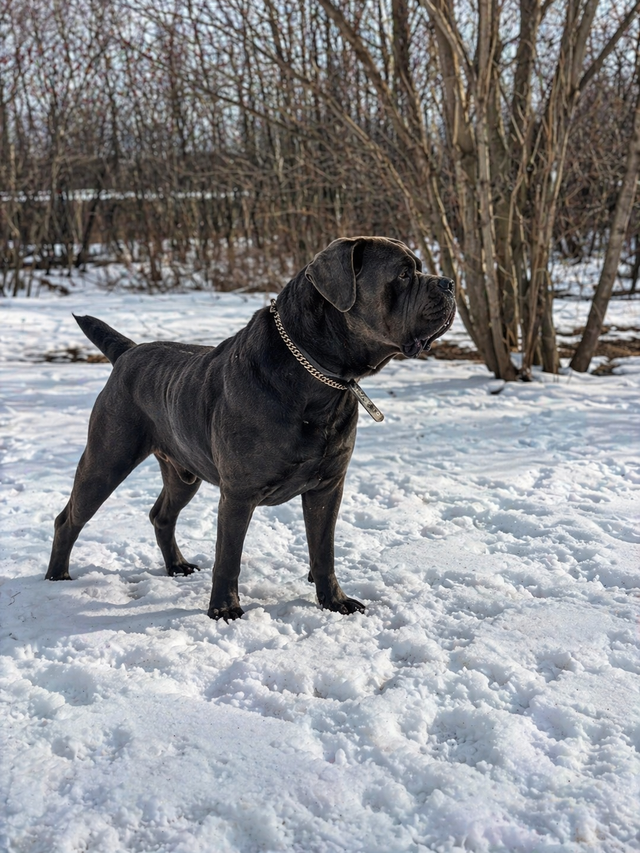 bébés chiens Canecorso à vendre in Dogs & Puppies for Rehoming in Laurentides - Image 7