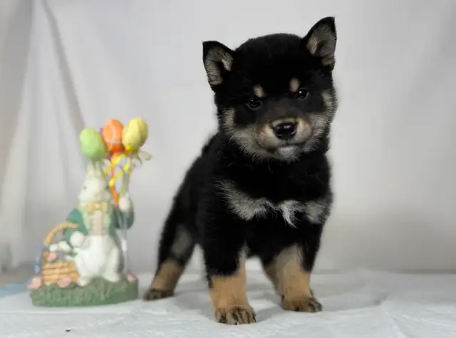 Last 1 CKC Shiba Inu puppies in Dogs & Puppies for Rehoming in Markham / York Region - Image 7