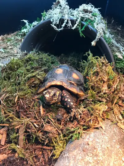 Red Foot Tortoise with  Large Custom  Terrarium, View more