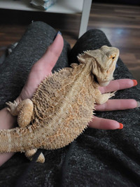 Beardies and Water Dragon - Free to good home!