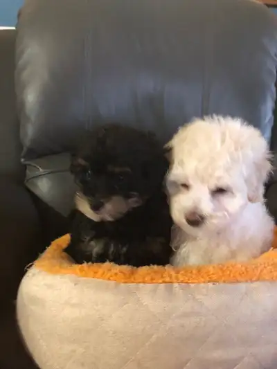 Sweet and cuddly Maltipoo puppies, View more