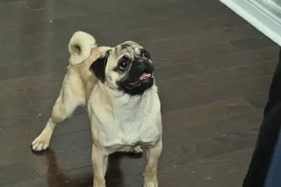 pug rehome , View more