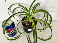 Healthy indoor plant - spider plant curly 