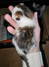 1 Male multi-colored Kitten