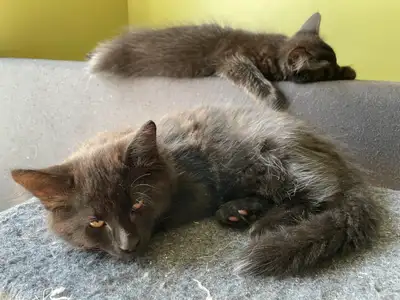 Chatons male noir a poils long et chaton femelle tigré, View more