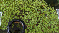 Salvinia - Plante flottante pour aquarium