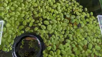 Salvinia - Plante flottante pour aquarium