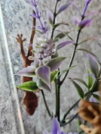 Baby Crested Geckos, View more