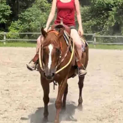 Quarter Horse Mare — part board in Horses & Ponies for Rehoming in Oshawa / Durham Region - Image 2