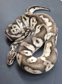 Calico Lesser Vanilla Male Ball Python. 