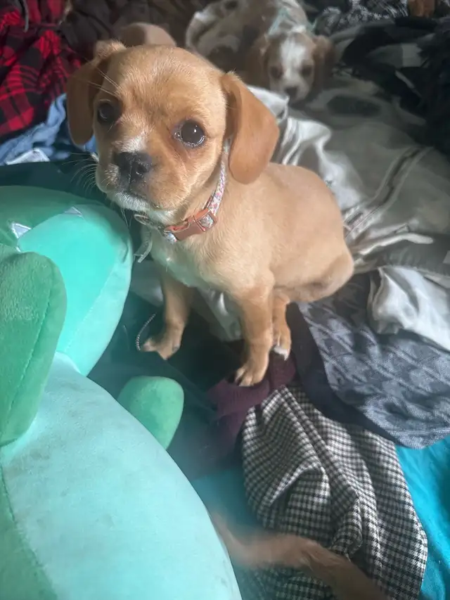 Frenchie & cavalier cream Merle female in Dogs & Puppies for Rehoming in Dawson Creek - Image 2