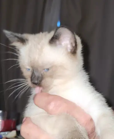 Savannah /Siamese cross kittens, View more