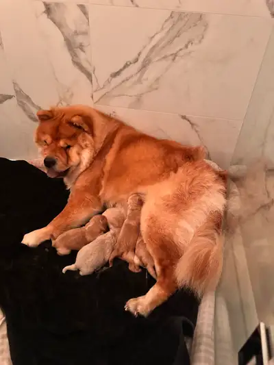 6 Beautiful Chow Chow pups born April 18th. 3 Blonde Champagne Cream 2 Cream 1 Chocolate Cinnamon Wi...