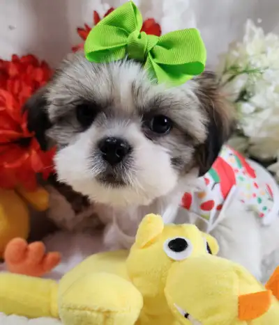 ❤️PUREBRED SHIH TZU PUPPIES ❤️, View more