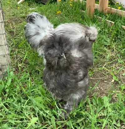 Silkie Chicken Pair, View more