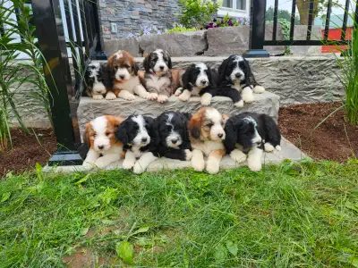 rehoming puppies, View more