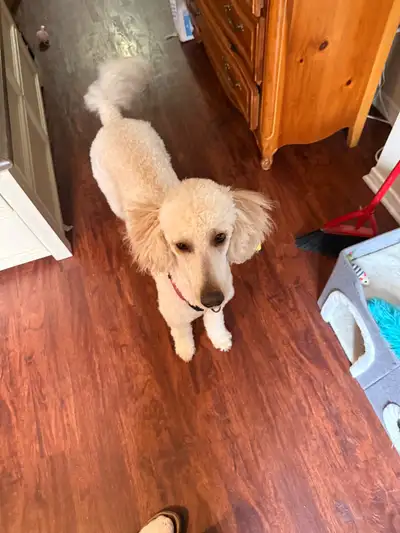 Looking to re-home my 15 m/o Labradoodle, View more