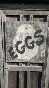 Fresh farm eggs Minesing 