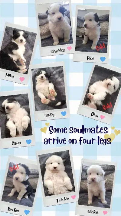 Ready to go April 3rd, born January 31st. Located 10 min north of Marmora. Litter of 9. 6 out of 9 r...