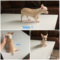 Chihuahua mâle tout petit