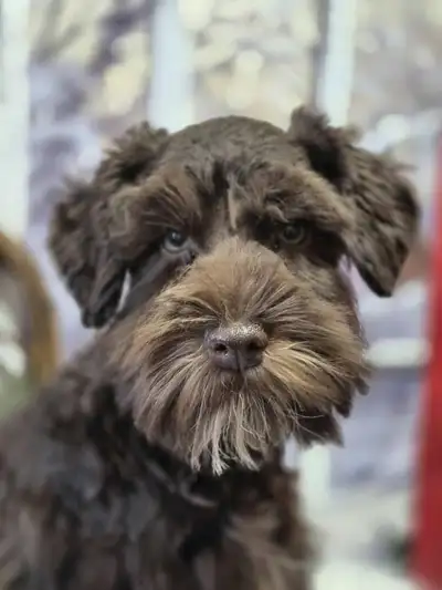 MOST BEAUTIFUL SCHNAUZER, View more