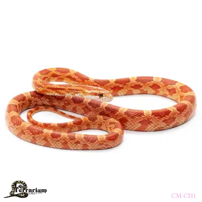 Serpent des blés - Hypo 66% het anery, View more