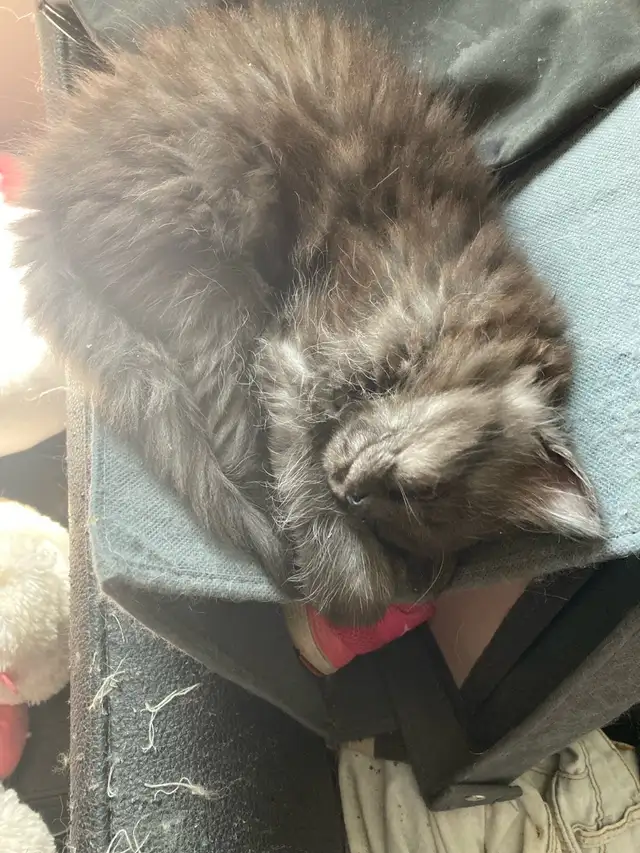 Adorables chatons Persans/Nebelung in Cats & Kittens for Rehoming in Québec City - Image 6