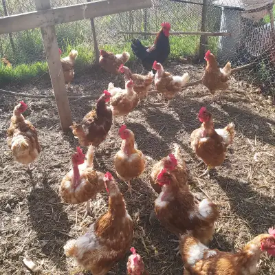 30 Older Laying Hens and 1 young Black Copper Moran Rooster $5:00 each