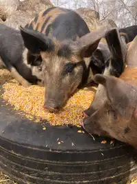 Berkshire pigs 