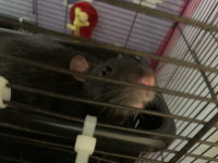 9month old male Rat