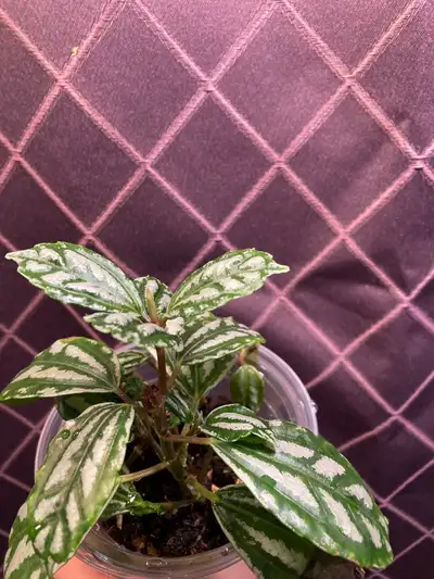 Pilea Cadierei plante aluminium parfait pour terrarium, View more