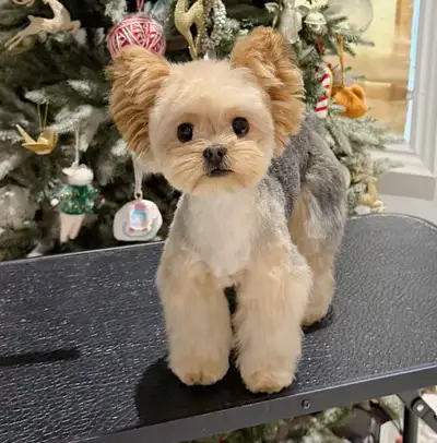 1 TINY MALE YORKIE/POM, View more