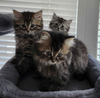 Persian  kittens