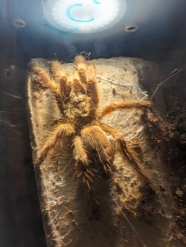  Arboreal Tarantulas in Other Pets for Rehoming in Edmonton