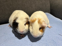 Guinea pigs for rehoming 