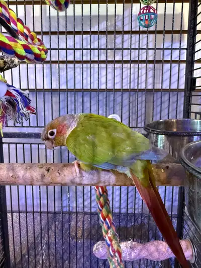 Pineapple Conure, still adjusting to attention. Enjoys company, but still nervous of interaction. Wi...