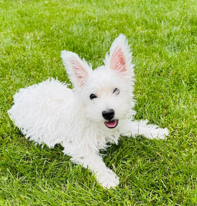Westie (100 %West Highland terrier) in Dogs & Puppies for Rehoming in Lanaudière - Image 7