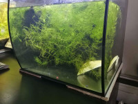 Hornwort Aquarium Plants