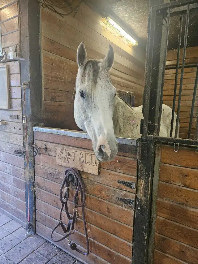 horse for sale in Horses & Ponies for Rehoming in Oakville / Halton Region - Image 5