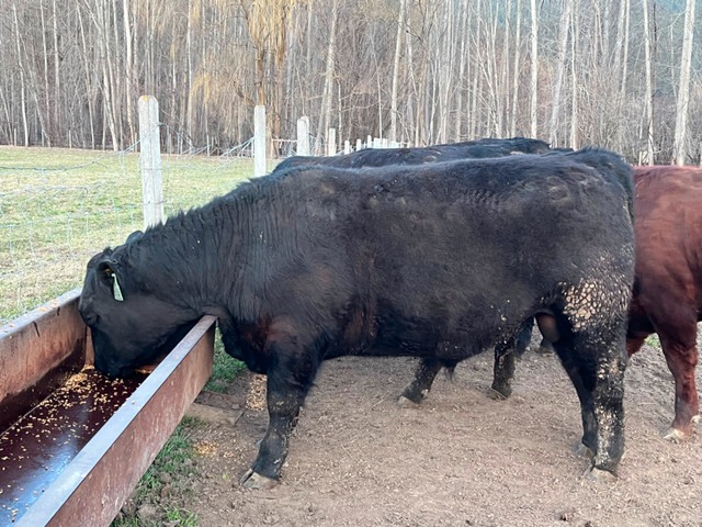 Registered Yearling Black Angus Bulls in Livestock in Vernon - Image 4