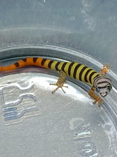 SALE- Micro Geckos from Herphut, View more