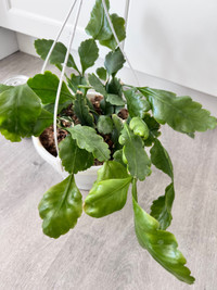 Healthy hanging plant - rhipsails oblonga 