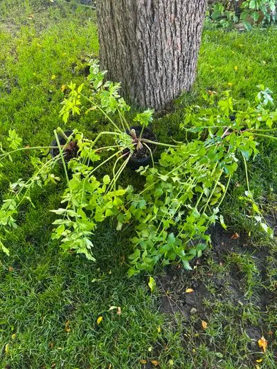 2 year mature Perennial Lovage Herb plant. Like celery. Edible, View more