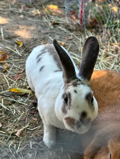 Free male rabbit, View more