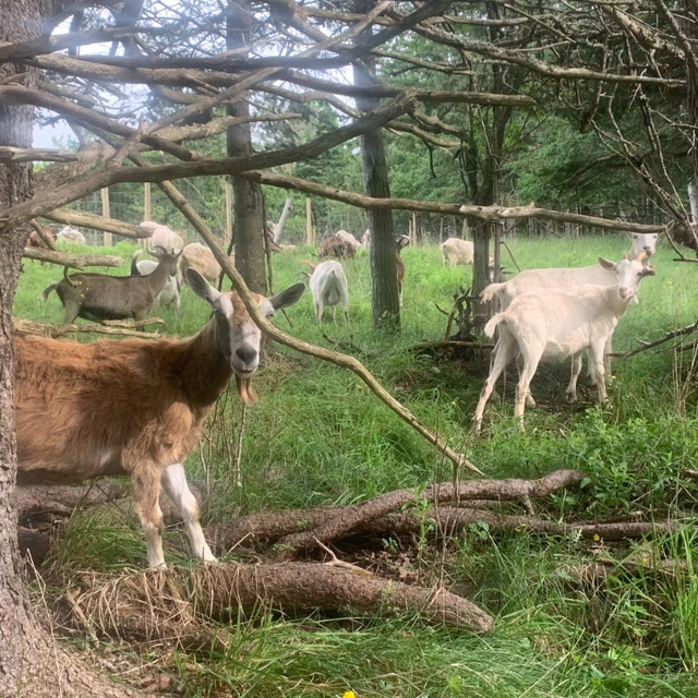 Dairy Goats / Meat Goats Livestock Annapolis Valley Kijiji
