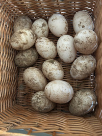 Unwashed feetile duck eggs $12/6