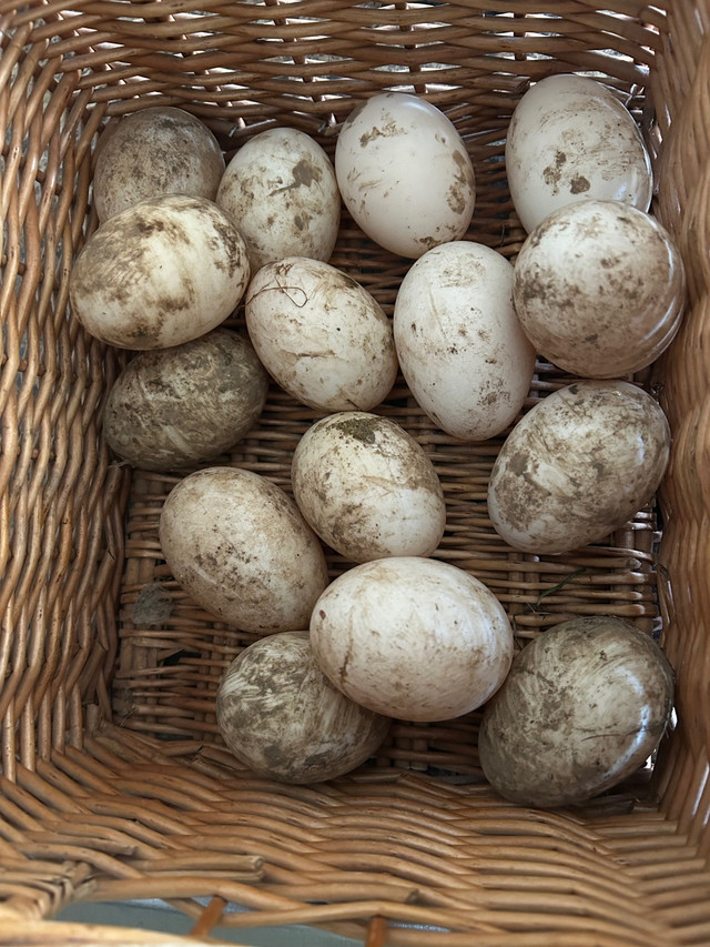 Unwashed feetile duck eggs $12/6 in Birds for Rehoming in Kingston
