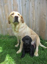 CKC Registered, Black Labrador Retriever Puppies
